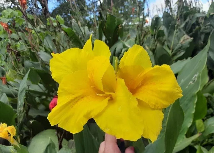 Canna Lily Bulbs 3 Count - Banana Punch Variety, Rich Yellow Flowers, Deep Green Foliage, 3 Feet Tall, Canna indica