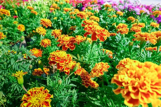 500 Sparky Marigold Seeds for Planting, Multi-Colored Flowers, Tagetes erecta, Garden Seeds
