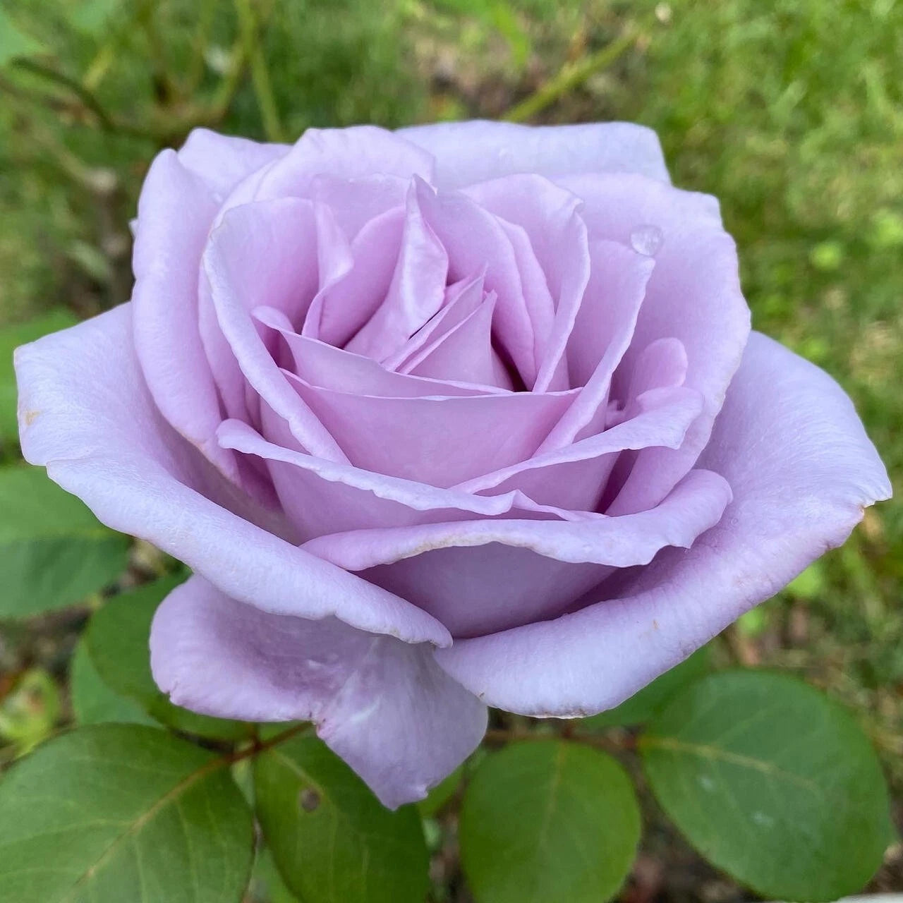 Blue Girl Rose Live Plant - Mauve Flower - Rosa 'Blue Girl'