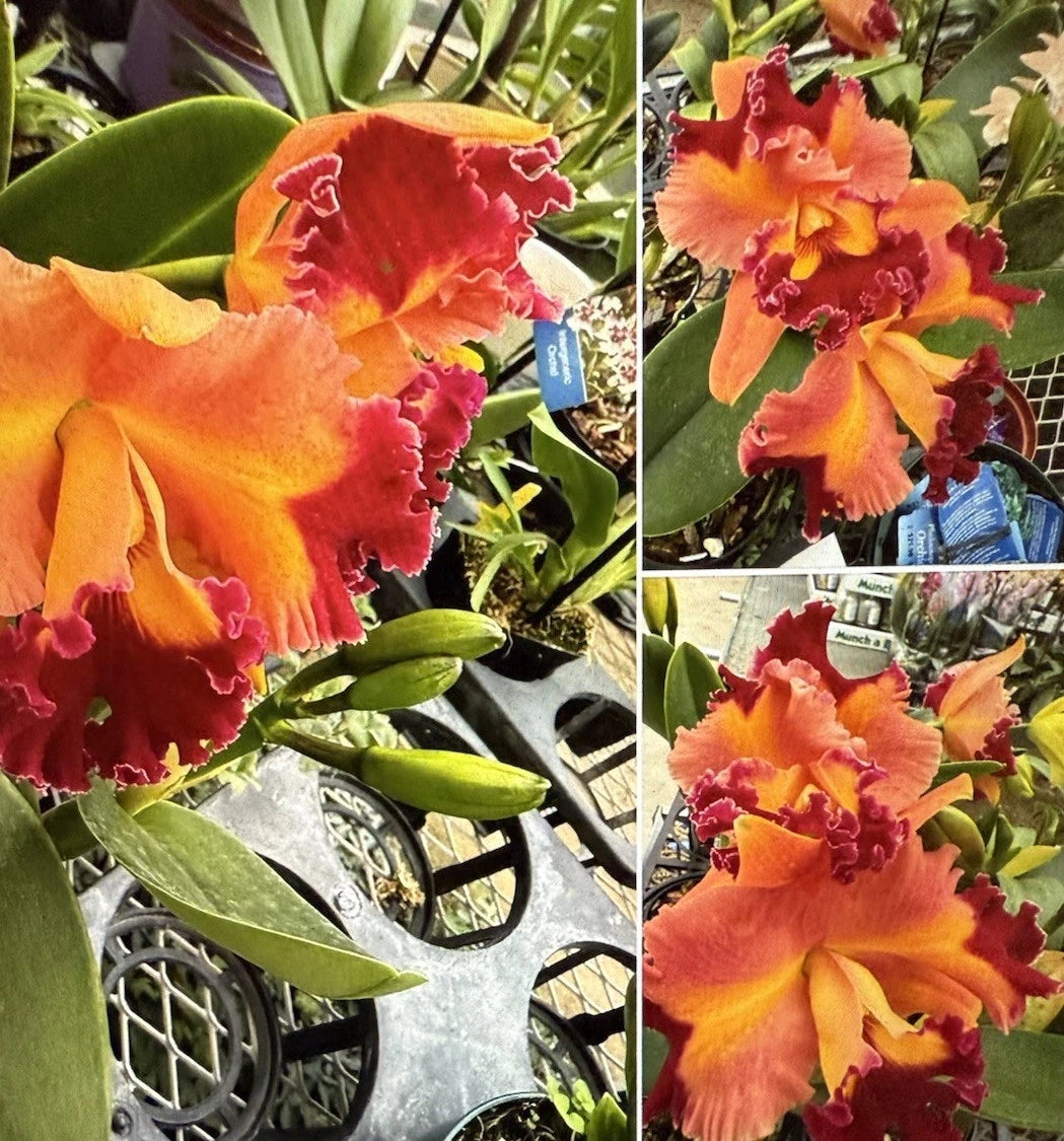 Cattleya Orchid Plant Rlc Chief Queen 3 Rooted Stem Bare Root - No Tag, Tropical Flowering Houseplant