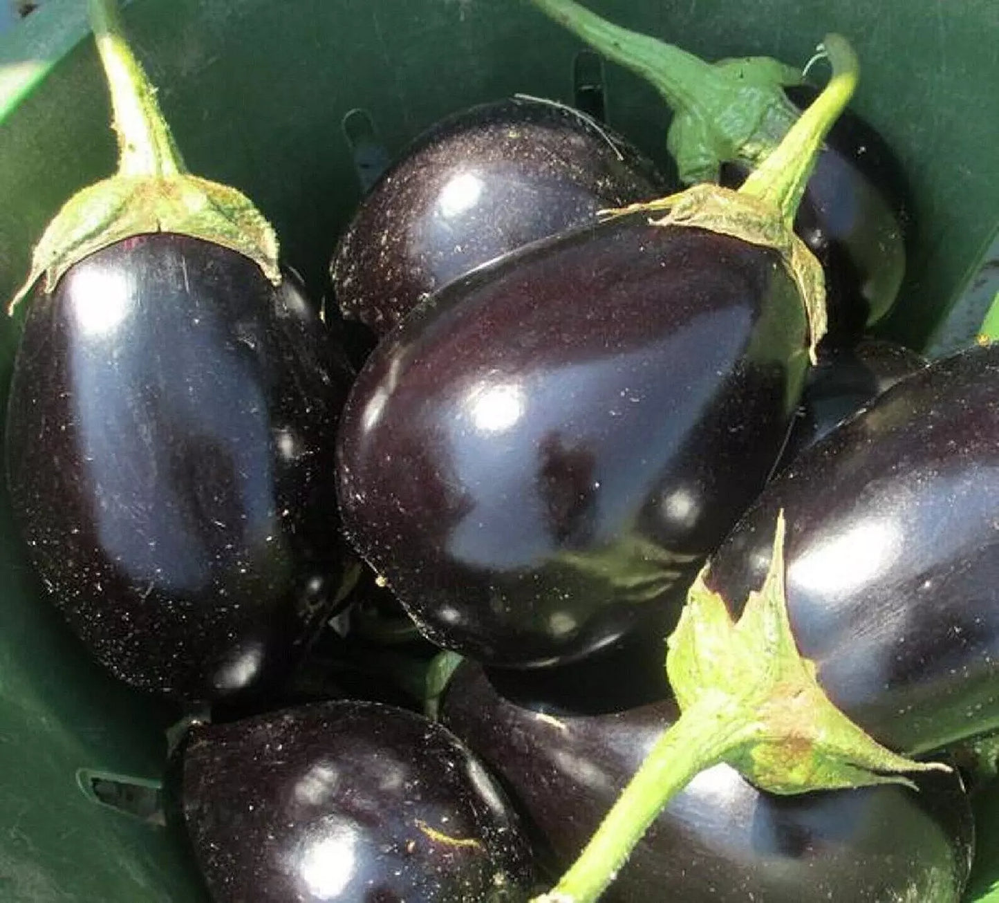 300 Eggplant Seeds Black Beauty Heirloom Non-GMO Vegetable Garden Seeds (Solanum melongena)