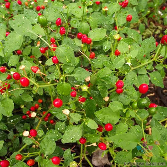 Chiltepin Hot Pepper Seeds - 25+ Pack - Heirloom Variety - Capsicum annuum - USA