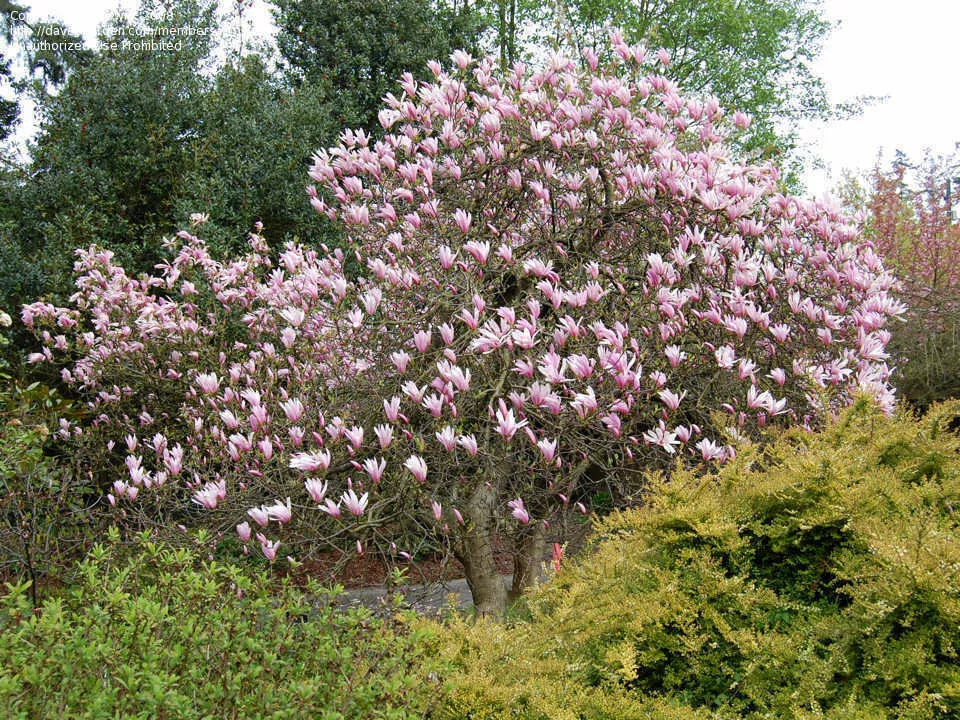 Jane Magnolia Tree 24" Bare Root Live Plant Magnolia x 'Jane' Reddish-Purple Blooms