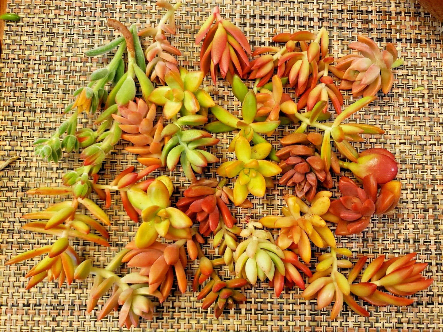 30 Succulent Cuttings 6 Varieties Red Pink Orange Color Only Echeveria, Sedum, Graptopetalum
