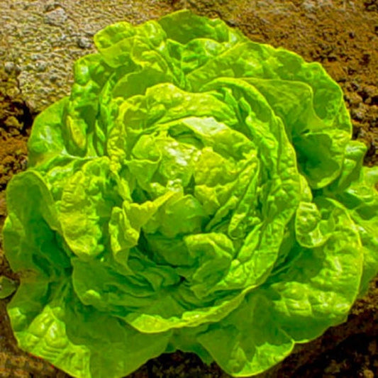 Boston Butterhead Lettuce Seeds - 500+ Non-GMO Seeds - White Variety - Lactuca sativa