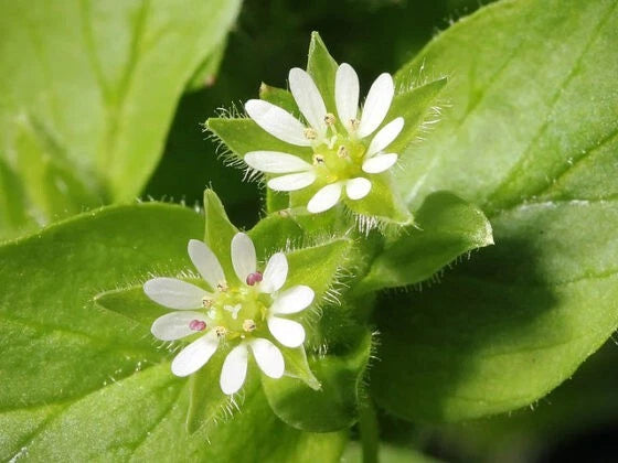 50+ Organic Chickweed Seeds, Medicinal Herb, Stellaria media, Annual Variety, 2025 Harvest