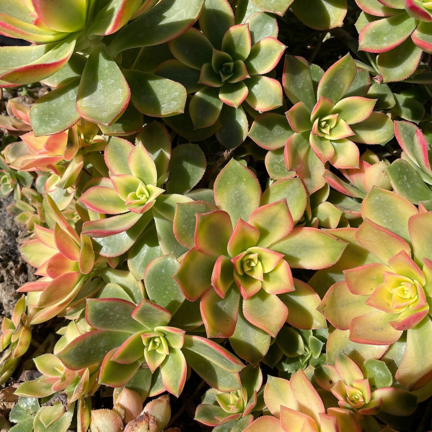 Aeonium Kiwi Variegated Succulent Cuttings - "Dream Color" - Unique Green & Pink Variegation - Ideal for Indoor Gardening
