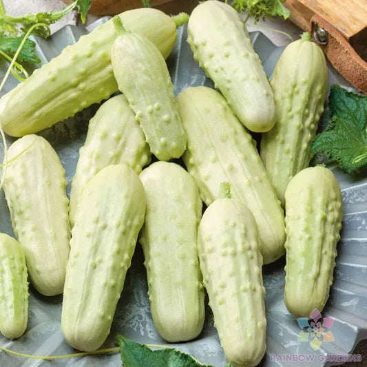 Miniature White Pickle Cucumber Seeds - 25+ Pack - Cucumis sativus - Heirloom Vegetable Seeds for Garden