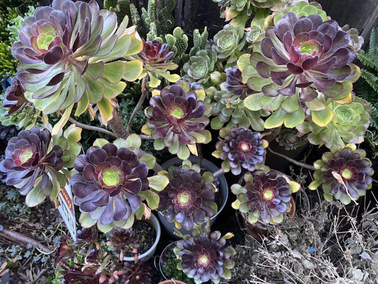 Black Rose Succulent Cuttings - 5 Aeonium Arboreum 'Zwartkop' - Cactus Plants Gift