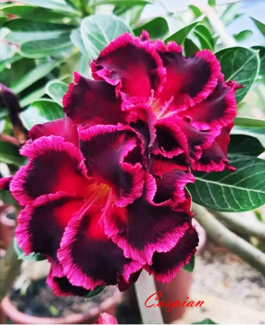 Desert Rose Plant - Small Rooted Seedling - Caspian Variety - Adenium Obesum - 4-6 Inches Tall