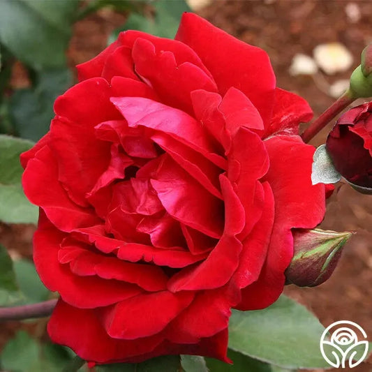 Don Juan Climbing Rose Cuttings - Fresh Unrooted - 3 Stems - Rosa 'Don Juan'