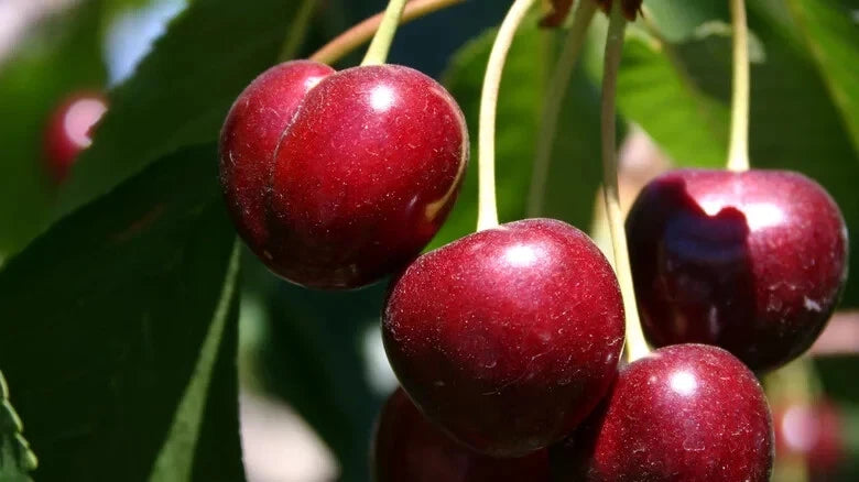 Bing Cherry Seeds - 10+ Pack - Prunus avium - USA Grown - Ideal for Garden Planting