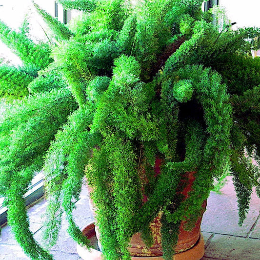Asparagus Foxtail Fern Seeds - 10 Pack - Rare Tropical Houseplant - Asparagus densiflorus
