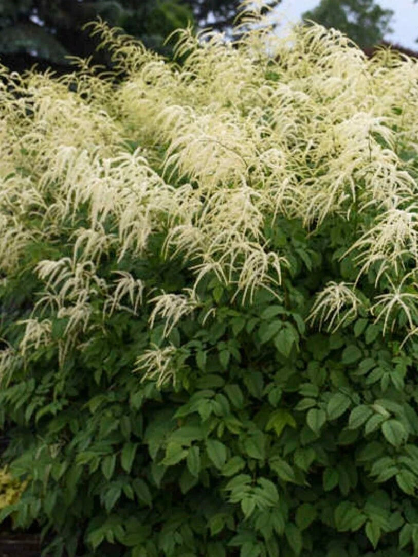 Aruncus dioicus Seeds - Goats Beard - 40+ Seeds for Garden Planting - Perennial Flowering Plant