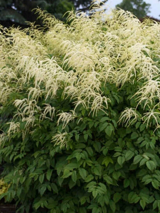 Aruncus dioicus Seeds - Goats Beard - 40+ Seeds for Garden Planting - Perennial Flowering Plant