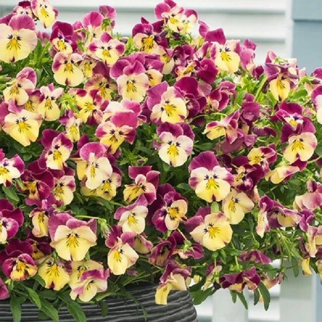 15 Pansy Seeds - Cool Wave Strawberry Swirl Trailing Pansy - Viola x wittrockiana
