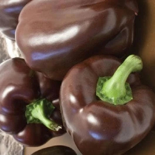 Heirloom Chocolate Beauty Bell Pepper Seeds - Non-GMO, Organic Vegetable Seeds, Capsicum annuum