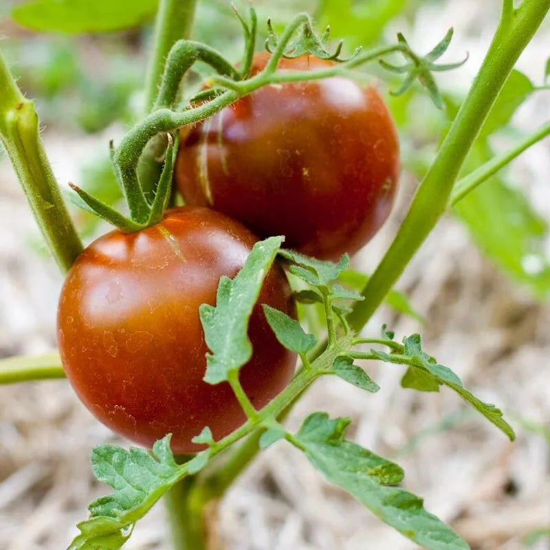 Black Prince Tomato Seeds, 30 Seeds, Non-GMO, Heirloom Variety, Solanum lycopersicum