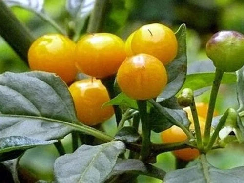 Ají Charapita Pepper Seeds - 10 Fresh Harvest Premium Seeds - Capsicum chinense