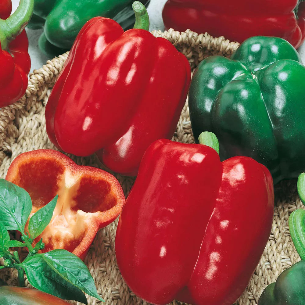 California Wonder Bell Pepper Seeds, Heirloom Variety, NON-GMO, Multiple Sizes Available, Capsicum annuum