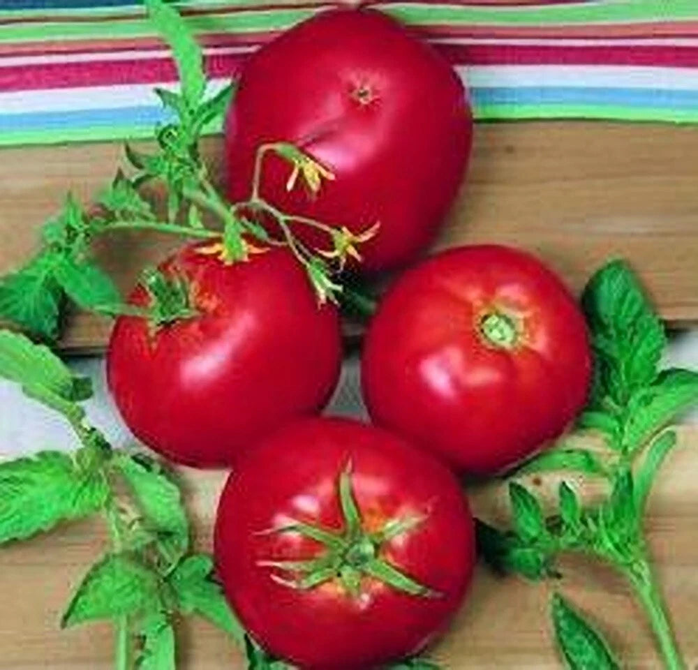 Ace 55 Tomato Seeds - 120+ Heirloom Non-GMO Seeds - Solanum lycopersicum