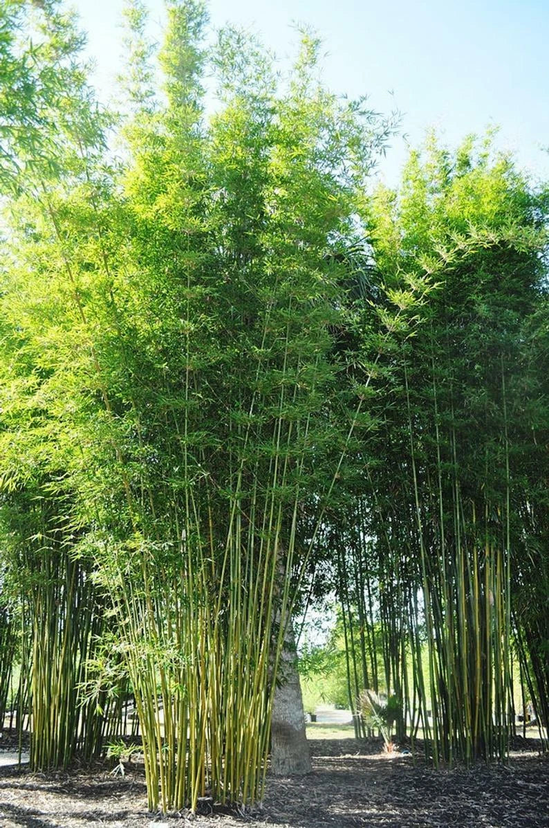 Bamboo Seeds - 50 Count - Bambusa Oldamii Clumping Shade - Privacy Garden Planting - US Seller