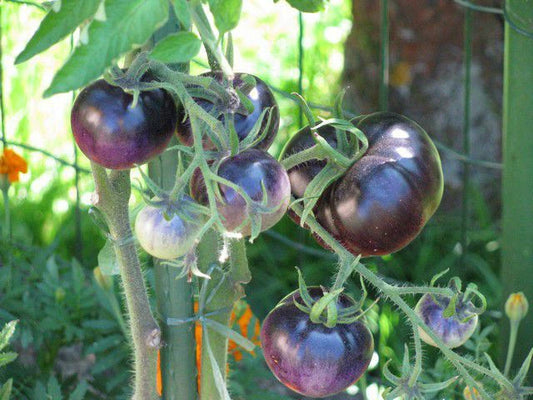 Blue Tomato Plant - Healthful Antioxidant Variety - Solanum lycopersicum