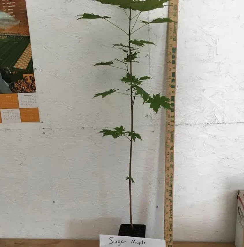 1 Sugar Maple Tree (Acer saccharum) Live Bareroot 10–18" Tall | Hardy Shade Tree | Brilliant Fall Color | Zones 3–8
