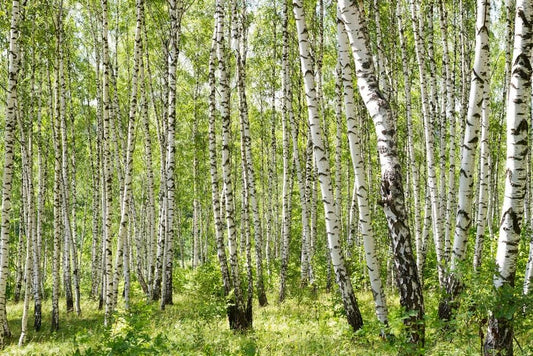 Gray Birch Seeds - 100+ Premium Seeds - Betula populifolia - Fast-Growing Native Tree for Landscaping and Reforestation