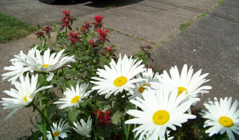 600 Seeds Shasta Daisy Perennial White (Leucanthemum × superbum) - Alaska Variety, GroCo