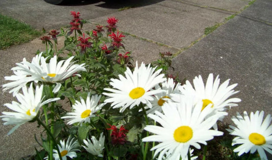 600 Seeds Shasta Daisy Perennial White (Leucanthemum × superbum) - Alaska Variety, GroCo