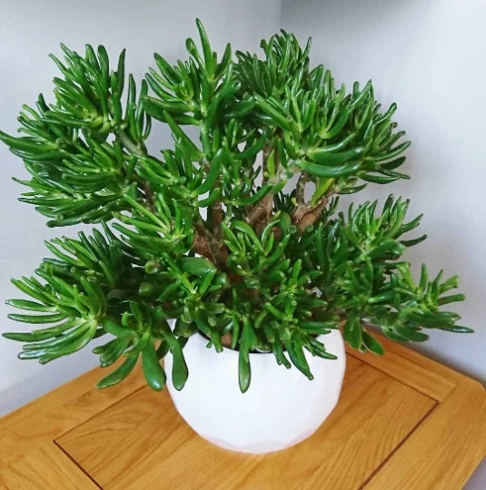 Skinny Fingers Jade Cuttings or Rooted Plants with Multiple Branches, Crassula Ovata - Perfect for Home Decor
