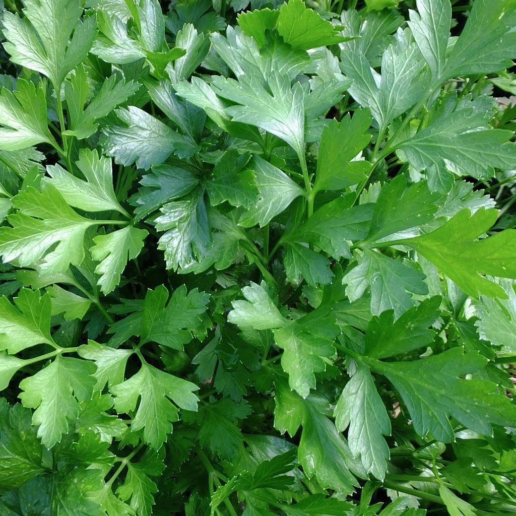Italian Giant Parsley Seeds, Non-GMO Heirloom Flat-Leaf, Petroselinum crispum, Organic Herb Seeds, Free Shipping