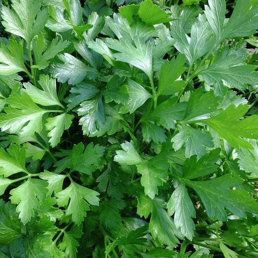 Italian Giant Parsley Seeds, Non-GMO Heirloom Flat-Leaf, Petroselinum crispum, Organic Herb Seeds, Free Shipping