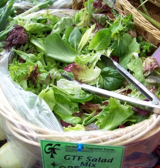 3000 Seeds Gourmet Salad Greens Mix - Lettuce Variety - GroCo Lettuce Seeds for Home Gardening
