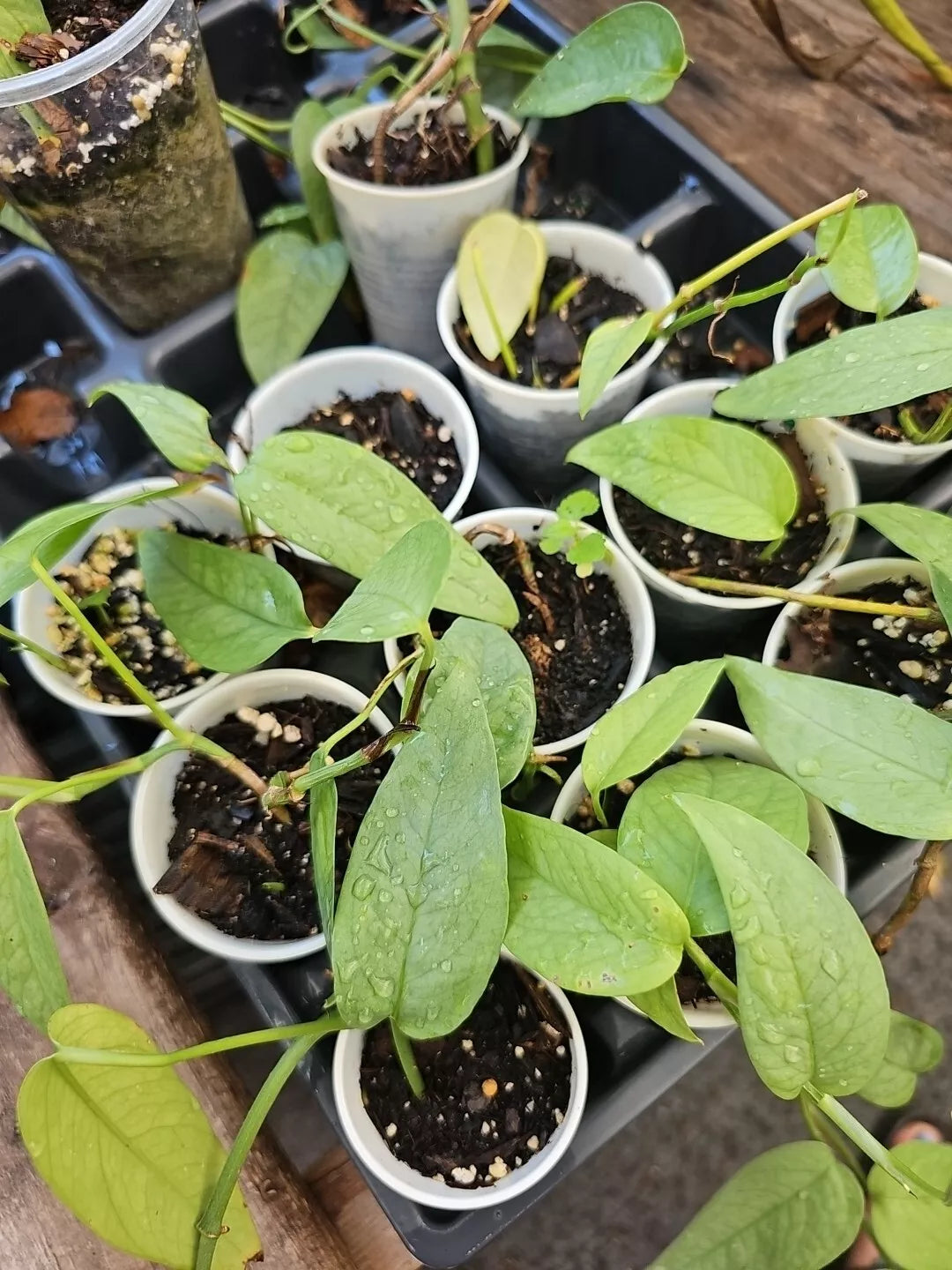 Cebu Blue Pothos Starter Plant 2.5" Pot Fully Rooted Epipremnum Pinnatum Indoor Houseplant