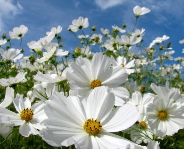 Cosmos Purity Flower Seeds - 30 Pack, White Blooms, Easy to Grow - Cosmos bipinnatus