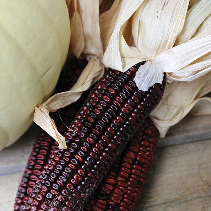 Bloody Butcher Ornamental Corn Seeds, 20 Non-GMO Seeds, Heirloom Dent-Type, Zea mays 'Bloody Butcher'