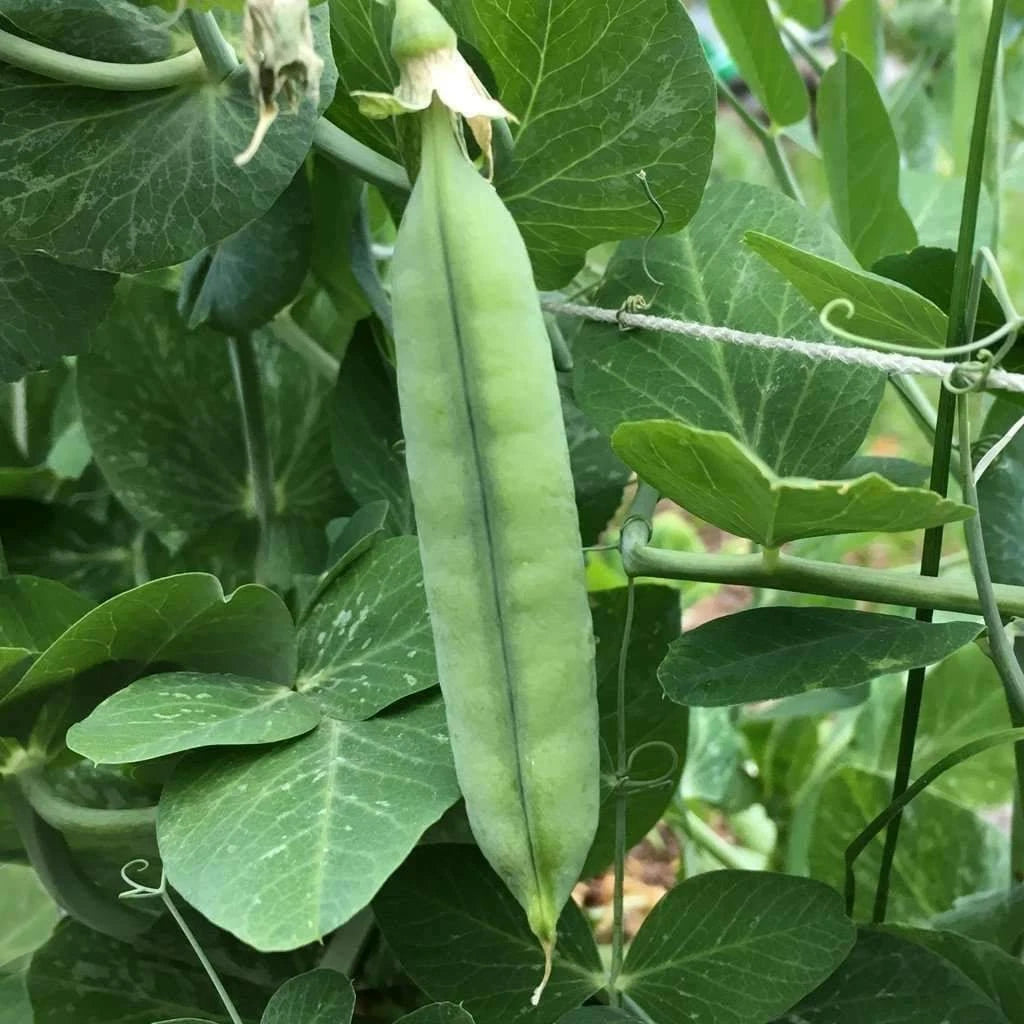 Early Frosty Pea Seeds 25 Ct Heirloom Non-GMO Green Pod Vegetable Garden Seeds (Pisum sativum) USA