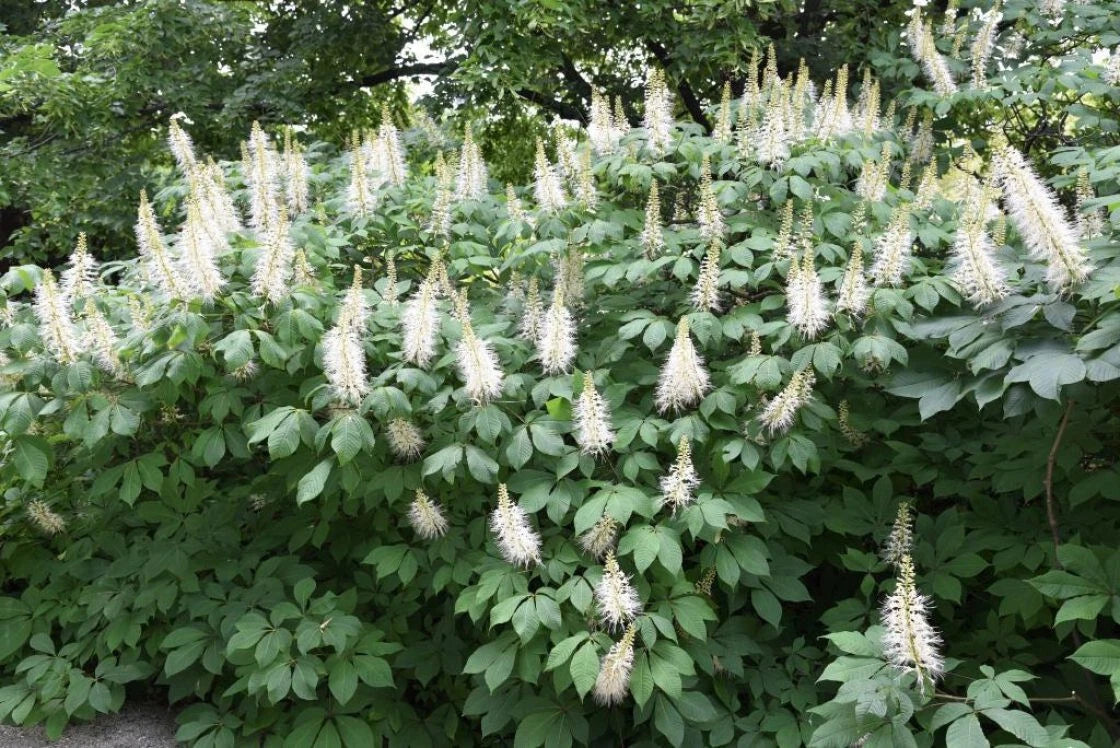 Bottlebrush Buckeye Live Plant 12+ Inches Bare Root Aesculus parviflora Shade Shrub Erosion Control Zone 4-8