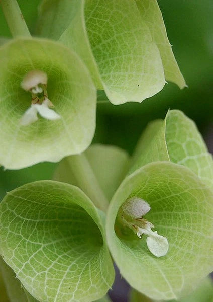 Bells of Ireland Flowers - Dried & Fresh - Bell Shaped Bracts - Perfect for Floral Designs - Moluccella laevis