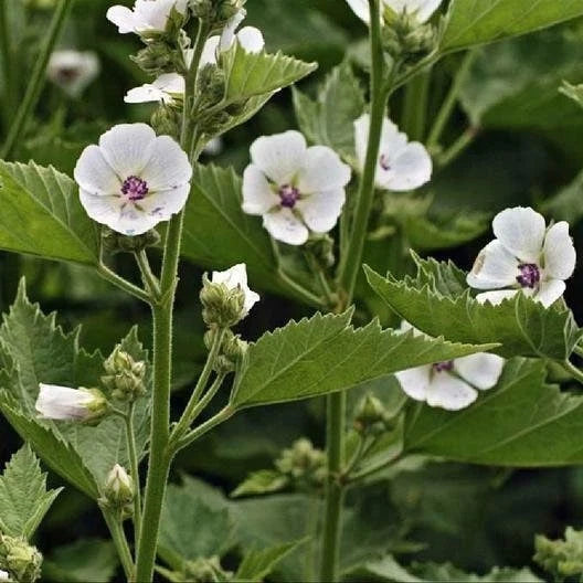 Marshmallow Seeds Non-GMO - Althaea Officinalis, Herbal Plant Seeds for Garden, Shipping with Tracking