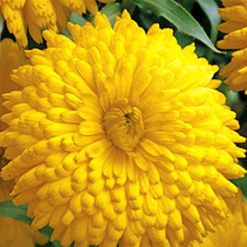 Calendula Seeds | Heirloom Giant Double Yellow Flowers | Golden Emperor | 1203