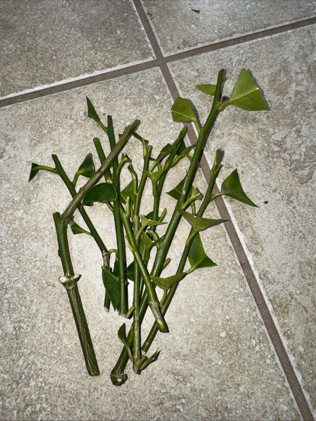 Meyer Lemon Cutting & Fukushu Changshou Kumquat Unrooted Plant Cuttings - Citrus × meyeri & Fortunella margarita