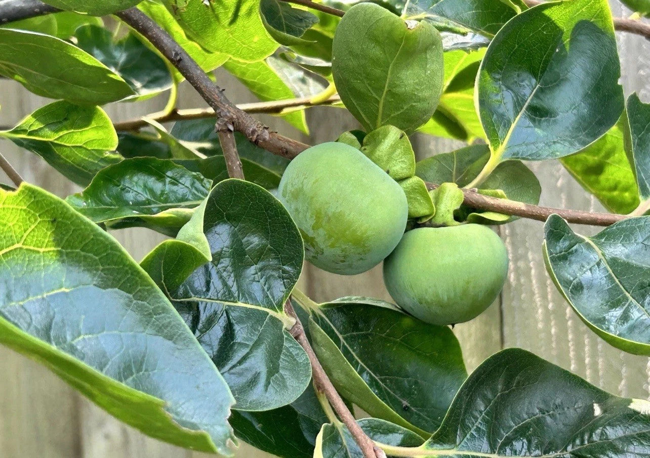 Japanese Fuyu Persimmon Tree Scions 6-8in Long for Rooting Grafting - Diospyros kaki