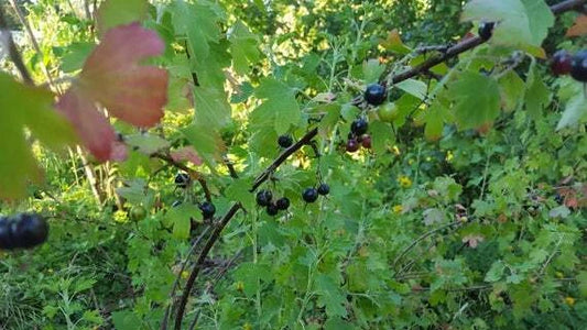 Jostaberry Orus 8 Live Plant 12"+ Ribes nidigrolaria Gooseberry Black Currant Bush Zones 3-8