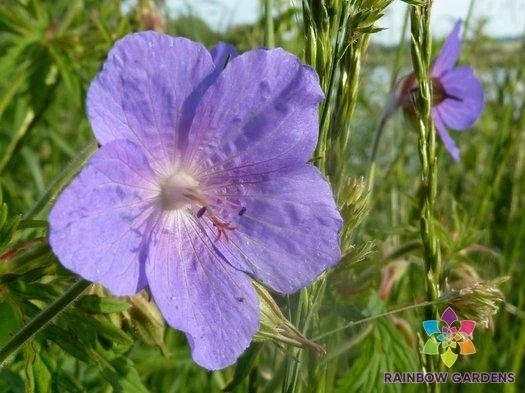 Irish Blue Geranium Seeds - 25+ Pack - Perennial Flower - Geranium pratense - Garden Planting - USA