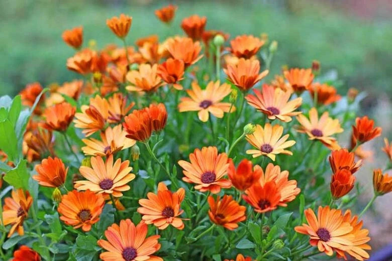 African Daisy Seeds - 200+ Pack for Garden Planting - Arctotis Variety - Free Shipping in USA