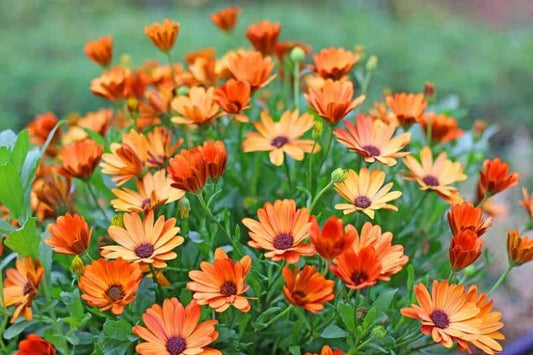 African Daisy Seeds - 200+ Pack for Garden Planting - Arctotis Variety - Free Shipping in USA