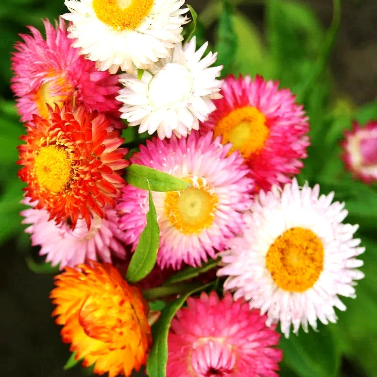 Strawflower Seeds - 50 Count Spring Mix Daisy Perennial, Rare Drought & Heat Tolerant, USA Grown